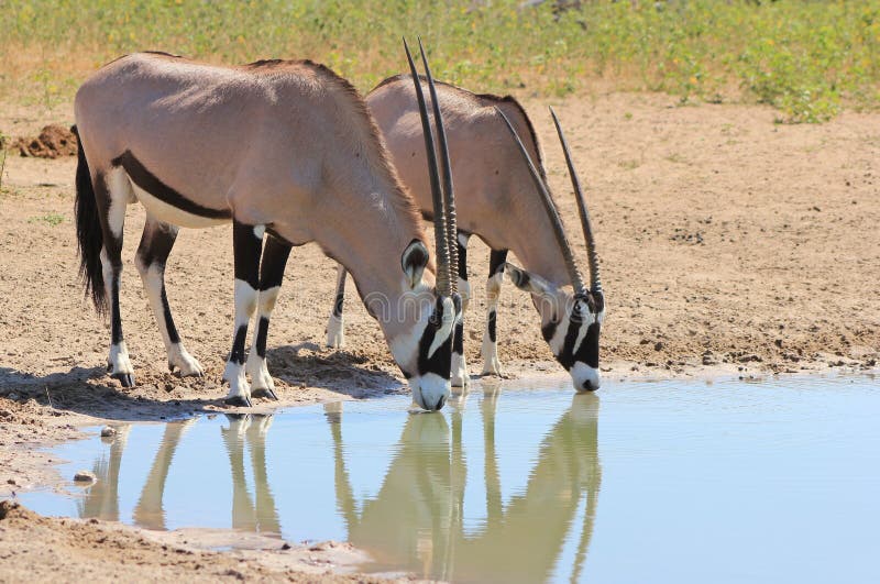 African Wildlife - Oryx - Bull and Cow union