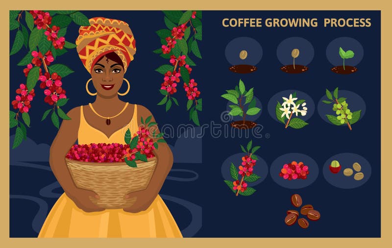 African woman with a basket harvests arabica coffee berries.