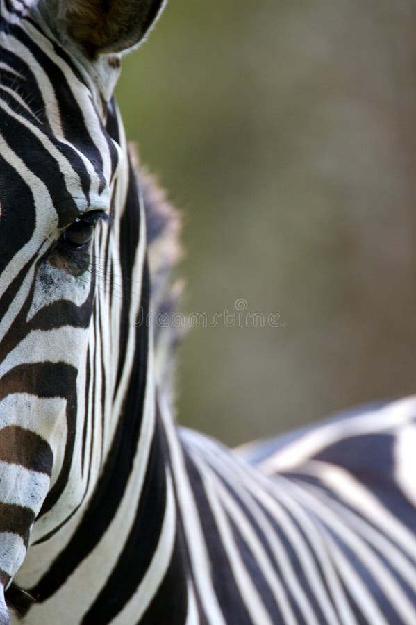 African Zebra