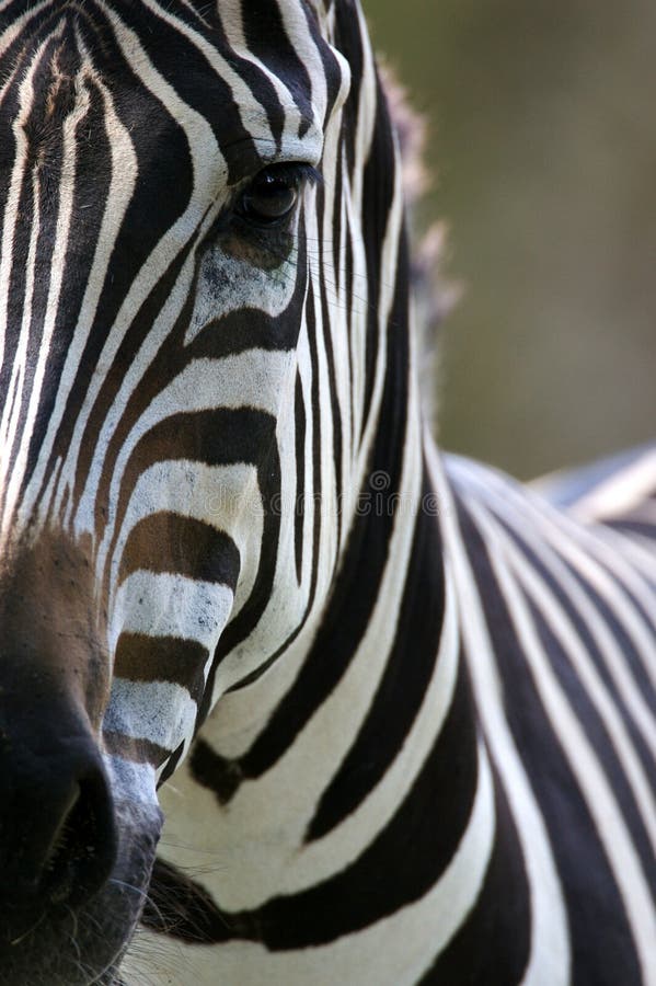 African Zebra