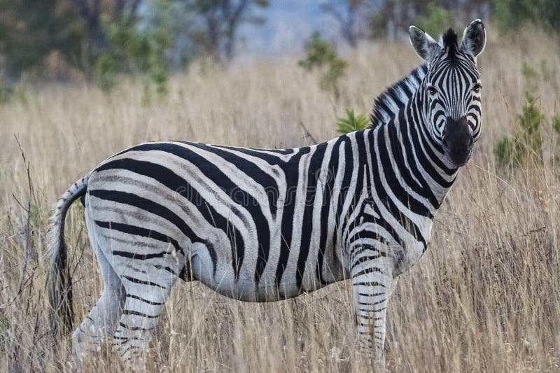 African zebra into the wilde in african savannah