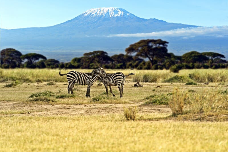 Kilimanjaro landscape stock image. Image of serengeti - 54256811