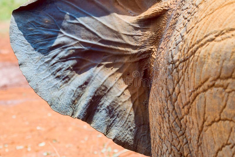 Africano Elephant& x27 del bambino; orecchio di s, mostrante le vene