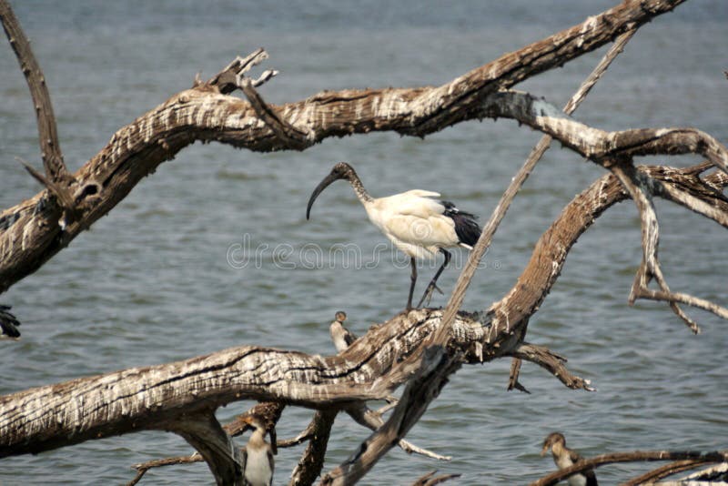 Africano Ibis sagrado en un registro fotos de archivo libres de regalías Africano Ibis sagrado en un registro fotos de archivo libres de regalías