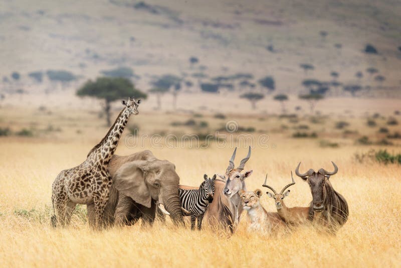 Africano Safari Animals nella scena vaga del Kenya fotografie stock libere da diritti Africano Safari Animals nella scena vaga del Kenya fotografie stock libere da diritti