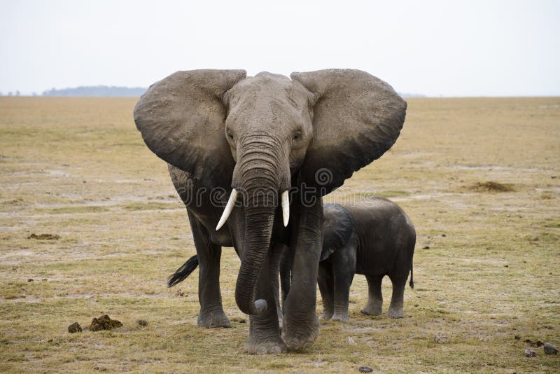 Afrika-Elefantfamilie lizenzfreie stockbilder Afrika-Elefantfamilie lizenzfreie stockbilder
