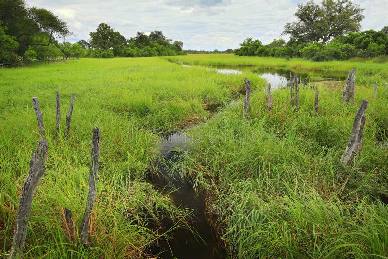 Afrika-Landschaft in der grünen Jahreszeit Khwai-Fluss mit Gras und Bäumen, Moremi, Okanvango-Delta, Botswana, Afrika Grüne Veget lizenzfreie stockfotografie Afrika-Landschaft in der grünen Jahreszeit Khwai-Fluss mit Gras und Bäumen, Moremi, Okanvango-Delta, Botswana, Afrika Grüne Veget lizenzfreie stockfotografie