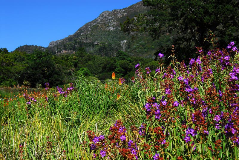 Afrika panorama av den Kirstenbosch botaniska trädgården, Cape Town royaltyfria bilder Afrika panorama av den Kirstenbosch botaniska trädgården, Cape Town royaltyfria bilder