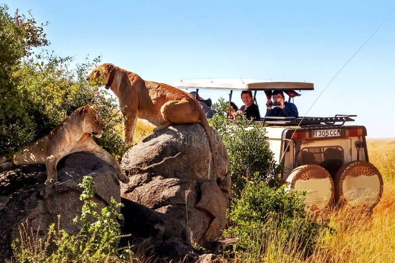 Afrika, Tansania, Nationalpark Serengeti - März 2016: Jeeptouristen fotografieren den Stolz der Löwen stockbild Afrika, Tansania, Nationalpark Serengeti - März 2016: Jeeptouristen fotografieren den Stolz der Löwen stockbild