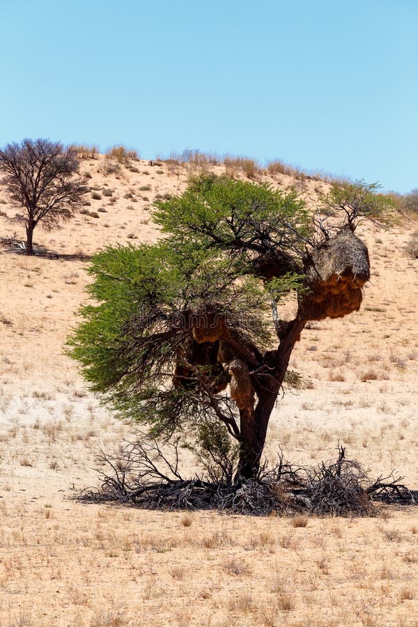 Afrikaans gemaskeerd wevers groot nest op boom stock foto's Afrikaans gemaskeerd wevers groot nest op boom stock foto's
