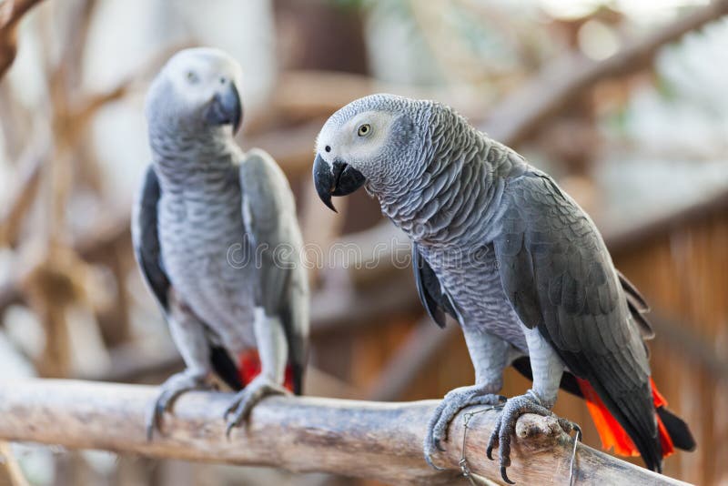 Afrikaans Grey Parrot royalty-vrije stock foto Afrikaans Grey Parrot royalty-vrije stock foto