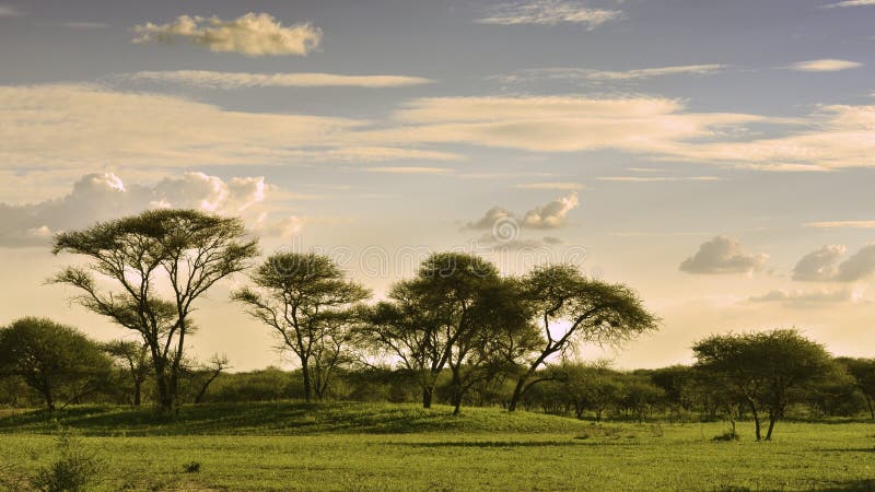 Afrikaans landschap in zonsondergangtijd stock afbeelding Afrikaans landschap in zonsondergangtijd stock afbeelding