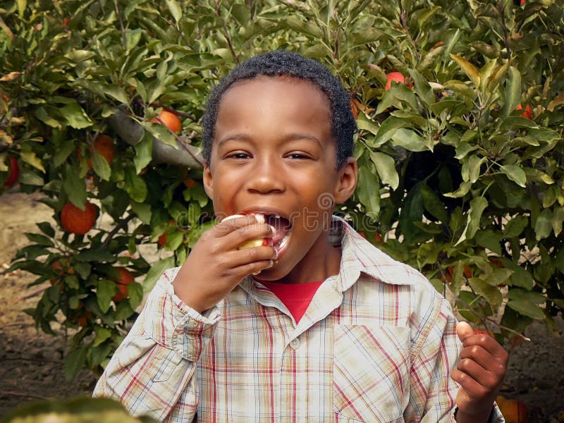 Portrait of an African American boy eating an apple in an apple orchard. Portrait of an African American boy eating an apple in an apple orchard