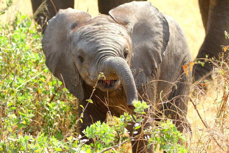 Afrikaanse Babyolifant