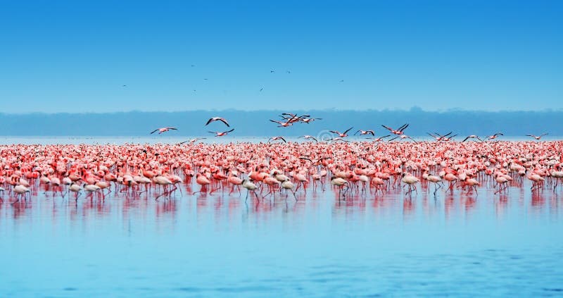 Afrikaanse flamingo's royalty-vrije stock afbeeldingen Afrikaanse flamingo's royalty-vrije stock afbeeldingen