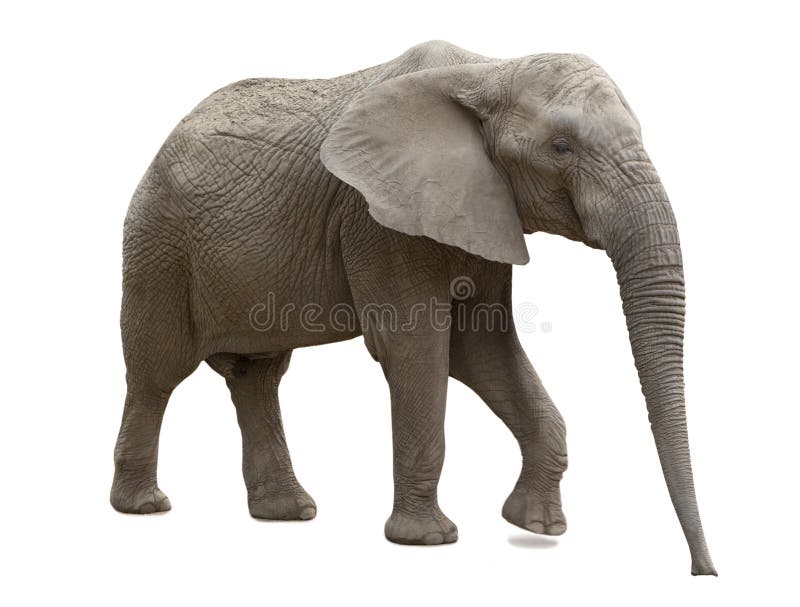 Afrikaanse geïsoleerde olifant