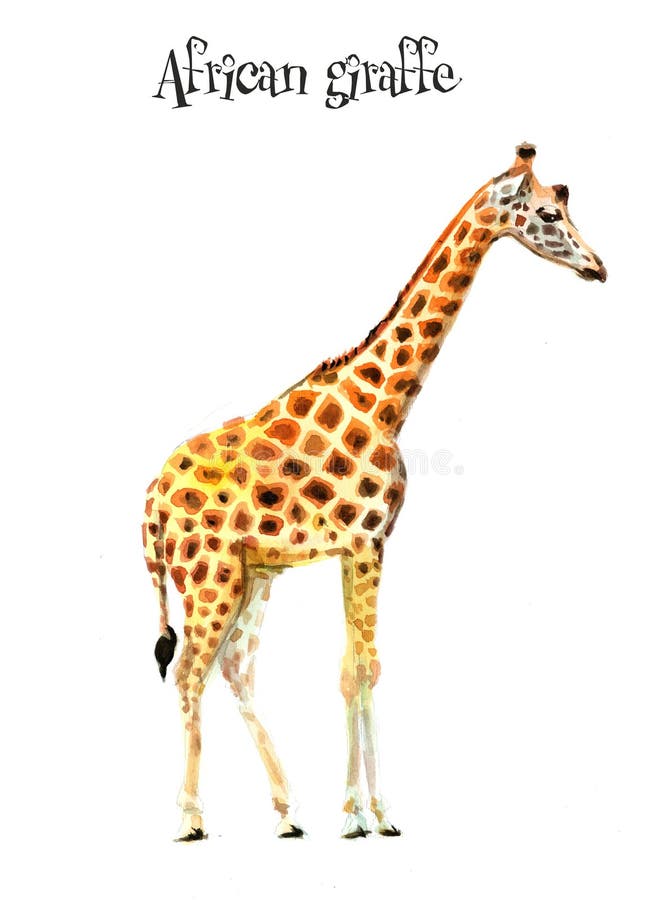 Afrikaanse giraffe1 Hand getrokken illustratie stock illustratie Afrikaanse giraffe1 Hand getrokken illustratie stock illustratie
