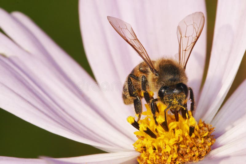Afrikaanse honingsbij die stuifmeel verzamelt