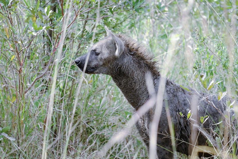 Afrikaanse hyena die zijdelings onder ogen zien stock afbeeldingen Afrikaanse hyena die zijdelings onder ogen zien stock afbeeldingen