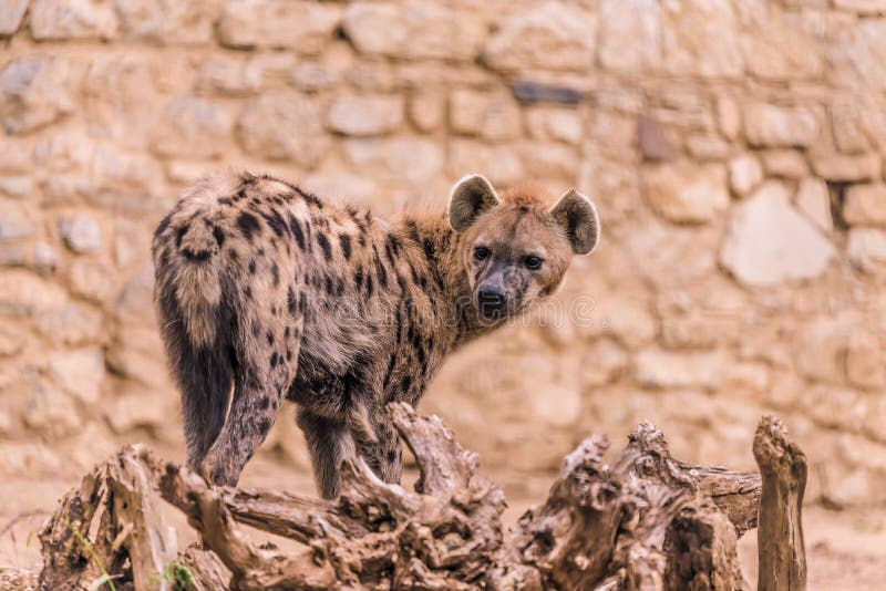 Afrikaanse Hyena in Dierentuin royalty-vrije stock afbeelding Afrikaanse Hyena in Dierentuin royalty-vrije stock afbeelding