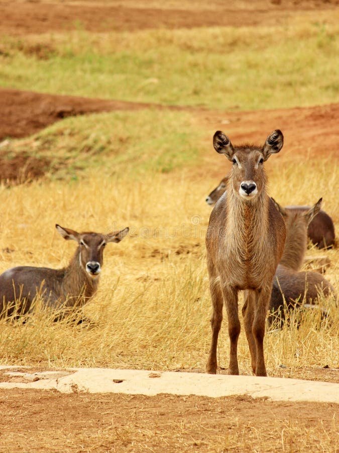 Afrikaanse Antilope in Kenia Stock Afbeelding Image of afrika, ogen