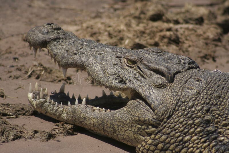 Female Nile Crocodile (African Crocodile) guarding her eggs nest from a short distance half body in the water of Chobe River and the head out on the guard! Taken in Chobe National Park, Botswana, Africa. Female Nile Crocodile (African Crocodile) guarding her eggs nest from a short distance half body in the water of Chobe River and the head out on the guard! Taken in Chobe National Park, Botswana, Africa.