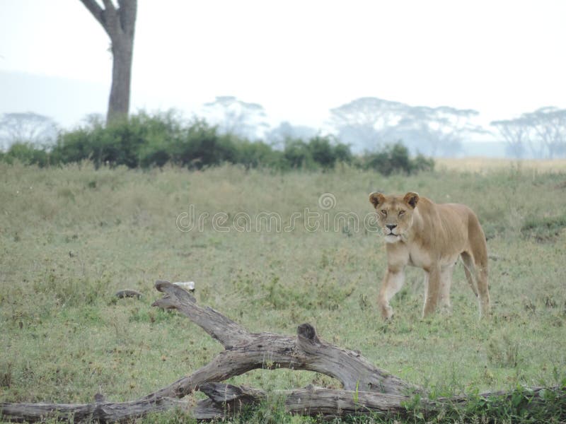 Afrikaanse Leeuw in het Nationale Park van Serengeti, Tanzania stock foto Afrikaanse Leeuw in het Nationale Park van Serengeti, Tanzania stock foto