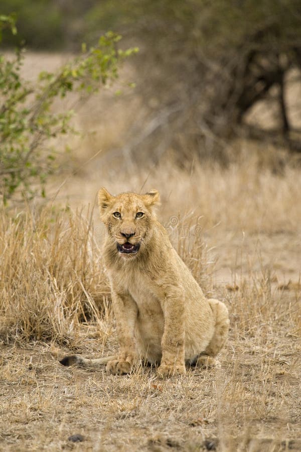 Afrikaanse Leeuw, Afrikaanse Leeuw, Panthera-leo royalty-vrije stock afbeelding Afrikaanse Leeuw, Afrikaanse Leeuw, Panthera-leo royalty-vrije stock afbeelding
