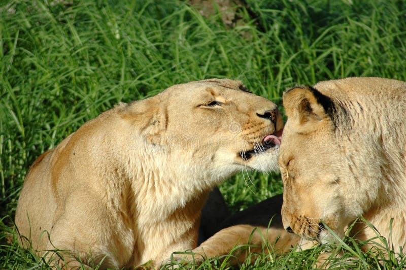 Afrikaanse leeuwen royalty-vrije stock fotografie
