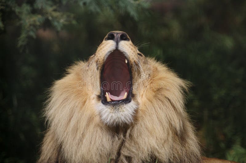 Afrikaanse leeuwen royalty-vrije stock afbeelding