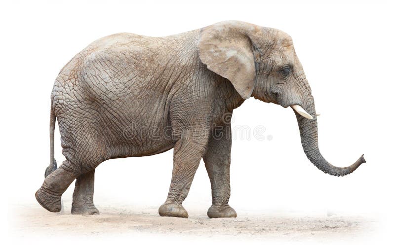 Afrikaanse olifant. royalty-vrije stock fotografie Afrikaanse olifant. royalty-vrije stock fotografie