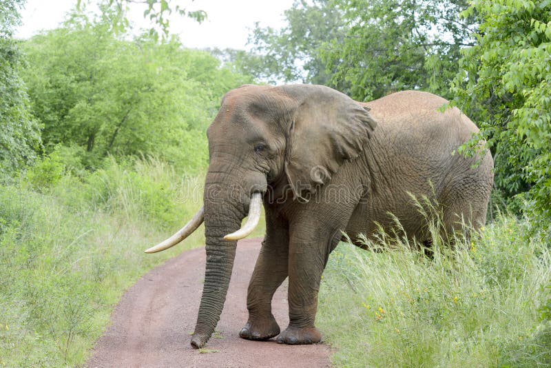 Afrikaanse Olifant die de weg kruisen stock afbeeldingen Afrikaanse Olifant die de weg kruisen stock afbeeldingen