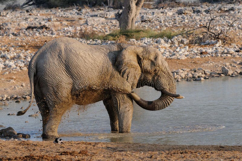 Afrikaanse olifant met modderdouche royalty-vrije stock afbeelding Afrikaanse olifant met modderdouche royalty-vrije stock afbeelding