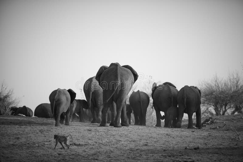 A herd of African elephants (Loxodonta Africana) on the banks of the Chobe River in Botswana walking away from the river. A herd of African elephants (Loxodonta Africana) on the banks of the Chobe River in Botswana walking away from the river