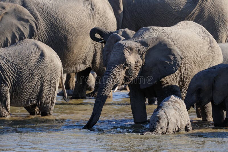 Afrikaanse olifantskudde met kalf bij waterhole, etosha nationalpark, Namibië royalty-vrije stock afbeeldingen Afrikaanse olifantskudde met kalf bij waterhole, etosha nationalpark, Namibië royalty-vrije stock afbeeldingen