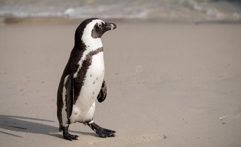 Zuidafrikaanse Pingu n Bij Het Strand Van De Kei Zuid 