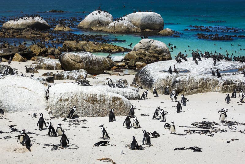 Afrikaanse pinguïnen bij Keienstrand, Cape Town, Zuid-Afrika royalty-vrije stock foto's Afrikaanse pinguïnen bij Keienstrand, Cape Town, Zuid-Afrika royalty-vrije stock foto's