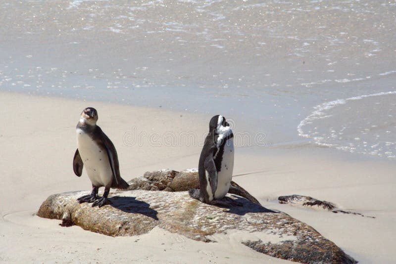 Afrikaanse pinguïnen op een rots stock fotografie Afrikaanse pinguïnen op een rots stock fotografie