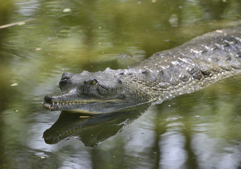 Slender Snouted Crocodile swimming in green brackish water. Slender Snouted Crocodile swimming in green brackish water.