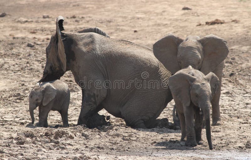 Afrikaanse struikolifant, Loxodonta-africanafamilie stock foto's Afrikaanse struikolifant, Loxodonta-africanafamilie stock foto's
