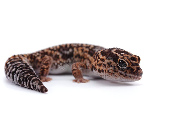 Afrikaanse vette die staartgekko op witte achtergrond wordt geïsoleerd stock afbeelding Afrikaanse vette die staartgekko op witte achtergrond wordt geïsoleerd stock afbeelding
