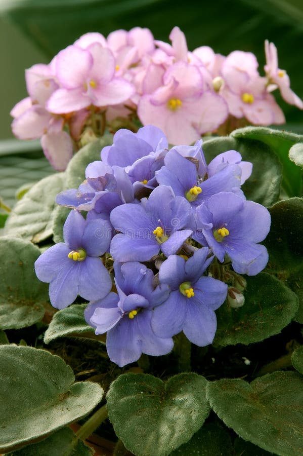 African Violets (saintpaulia) in pink and blue with yellow stamens and pistils. African Violets (saintpaulia) in pink and blue with yellow stamens and pistils.