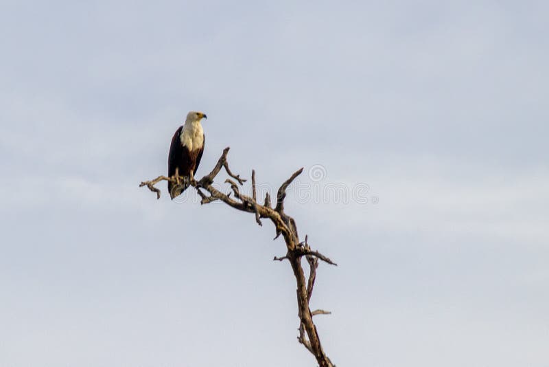 Afrikaanse Vissen Eagle in een boom royalty-vrije stock afbeeldingen Afrikaanse Vissen Eagle in een boom royalty-vrije stock afbeeldingen