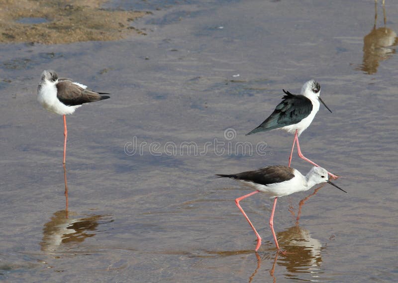 Afrikaanse Watervogel Die Voedsel Zoeken Stock Afbeelding Image Of Uitziend Afrika 52578373