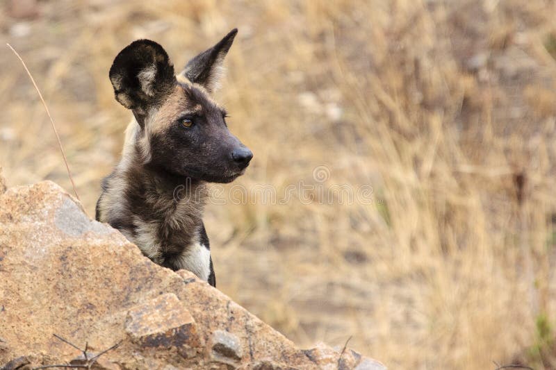 Afrikaanse Wilde Hond stock foto Image of safari honds 48946054