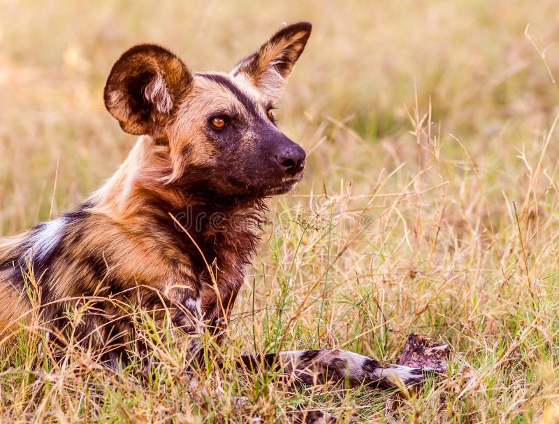 Afrikaanse Wilde Hond royalty-vrije stock afbeelding Afrikaanse Wilde Hond royalty-vrije stock afbeelding