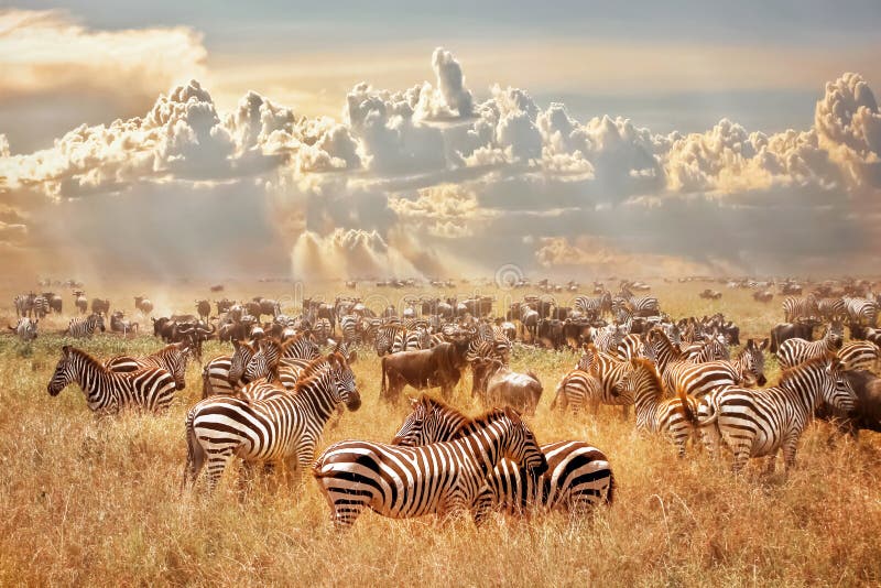 Afrikaanse wilde zebras en het meest wildebeest in de Afrikaanse savanne tegen een achtergrond van cumulusonweerswolken en de het