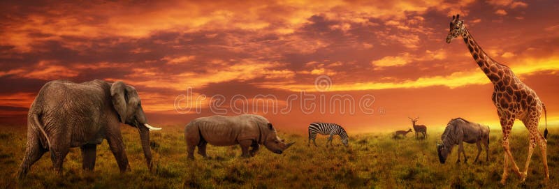 Afrikaanse zonsondergang panoramische achtergrond met silhouet van dieren