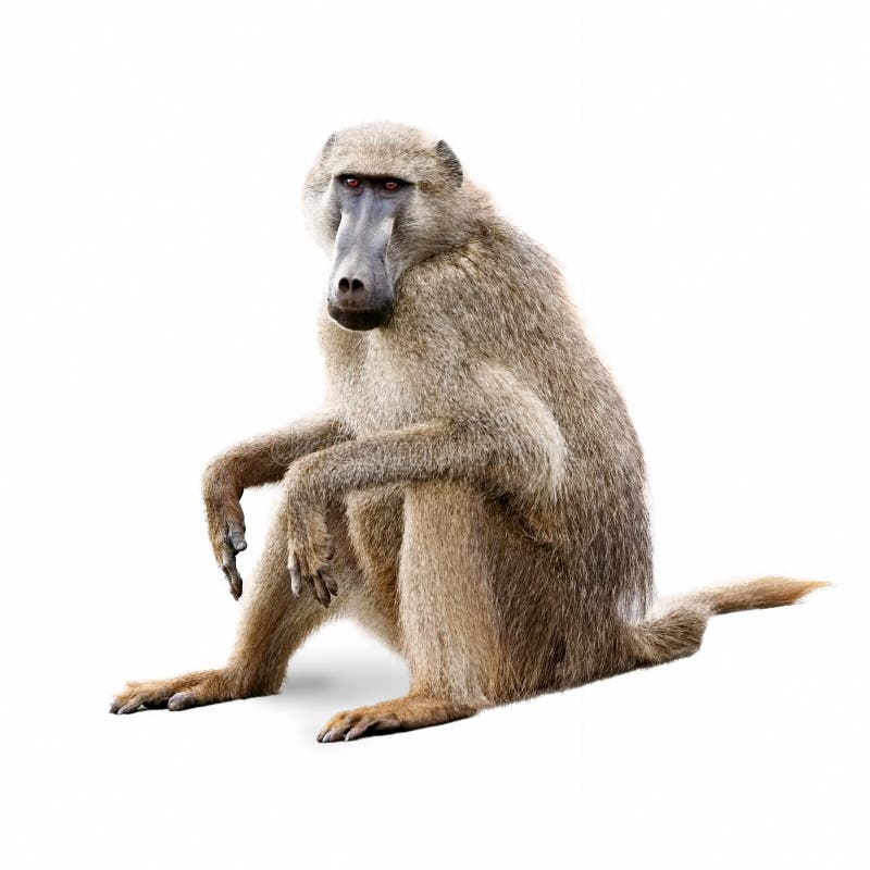 Afrikan Olive Baboon - som isoleras på vit arkivbild Afrikan Olive Baboon - som isoleras på vit arkivbild