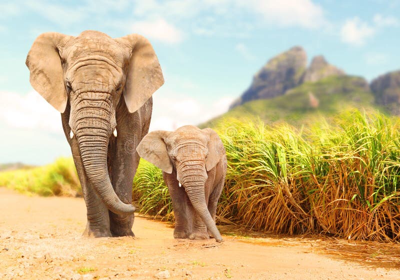 Afrikaner-Bush-Elefanten - Loxodonta africana Familie stockfoto Afrikaner-Bush-Elefanten - Loxodonta africana Familie stockfoto